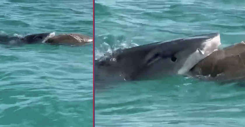 Pescador capta  tiburón comiéndose una tortuga en Miami