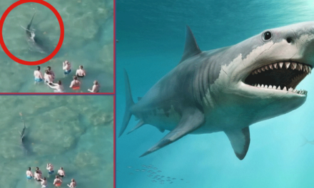 Avistan enorme Tiburón cerca de un grupo de bañistas en Sur de la Florida